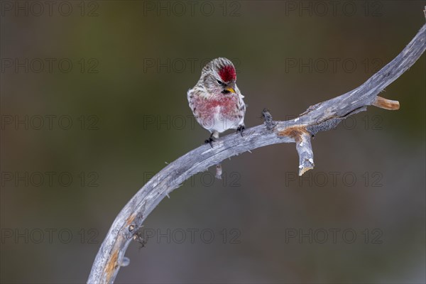 Common Redpoll