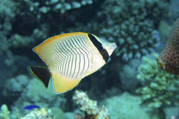 Chevron butterflyfish