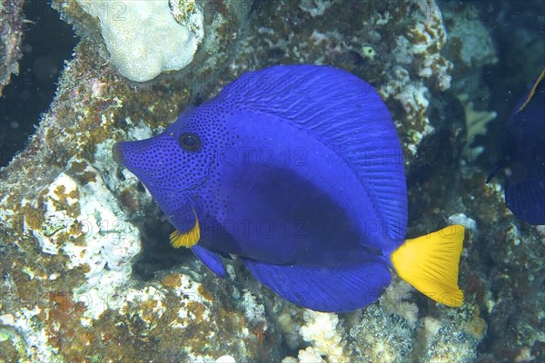 Blue purple tang