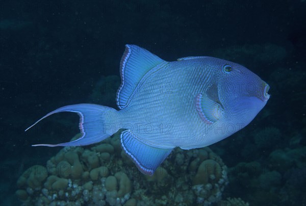 Blue triggerfish