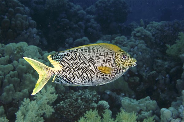 Spotted rabbitfish