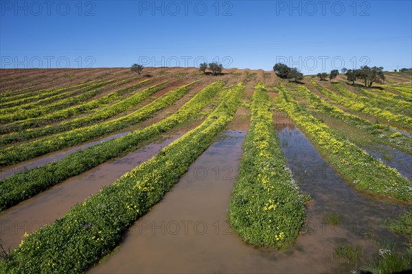 Field with flowering wood sorrel