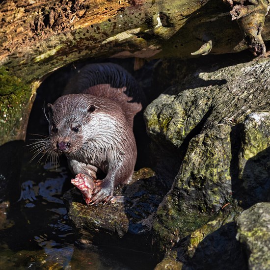 European otter