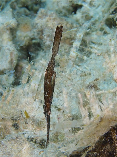 Seagrass ghost pipefish