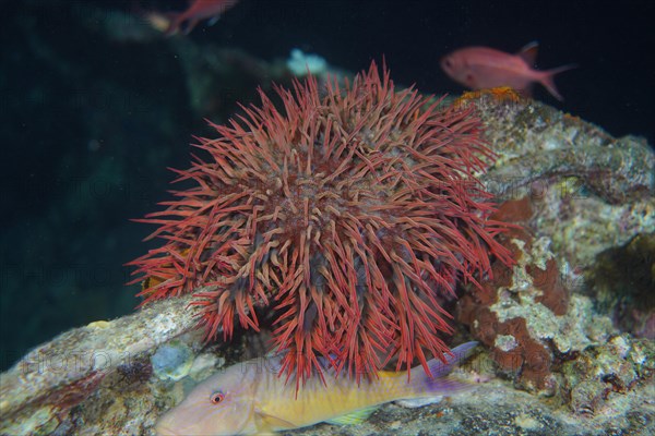 Crown-of-thorns starfish