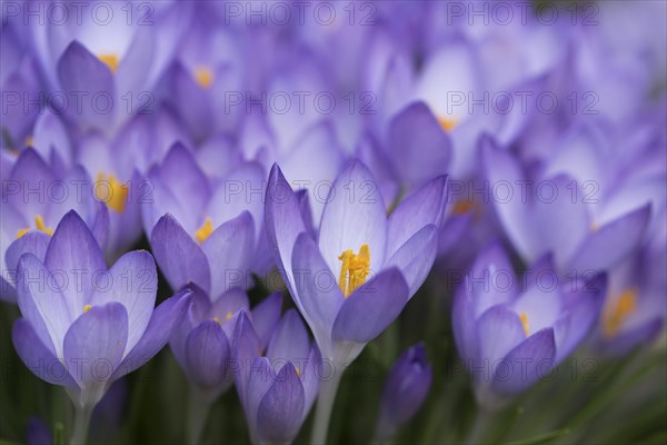 Woodland crocus