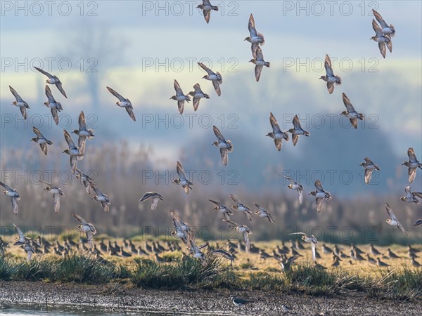 Grey Plover