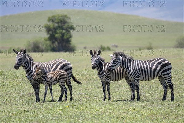 Plains zebra