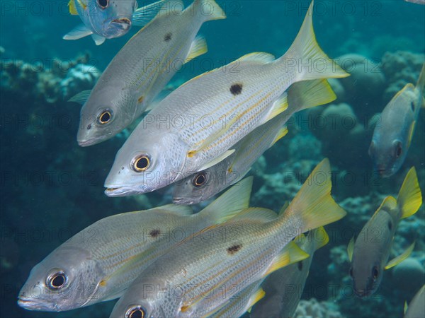 Group of Ehrenbergs snapper
