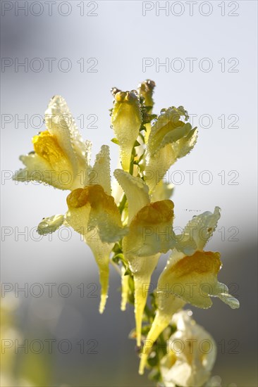 True toadflax