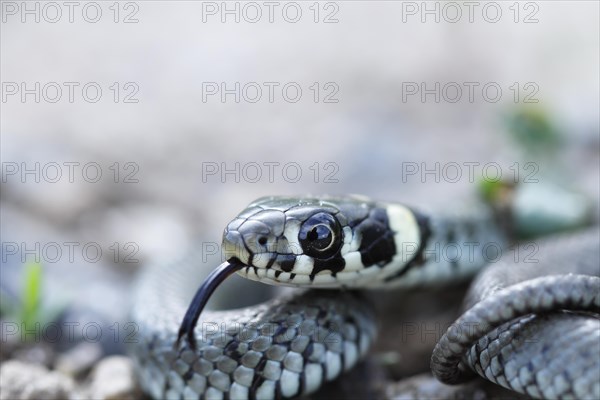 Grass snake