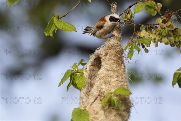 Eurasian penduline tit