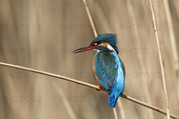 Common kingfisher