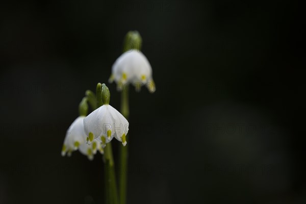 Spring snowflake