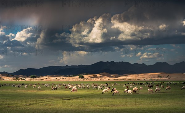 Steppe landscape