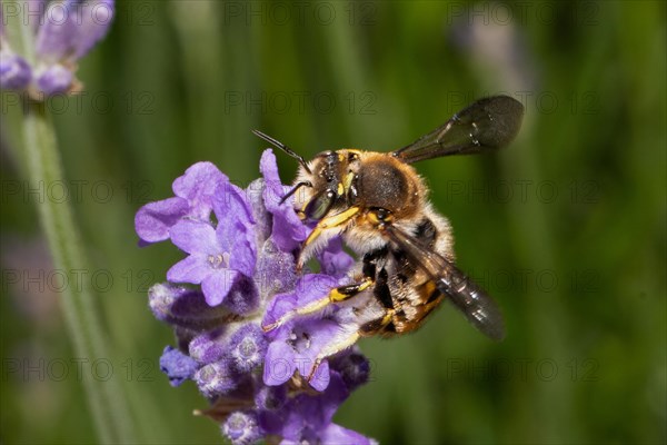 Garden Wooly Bee