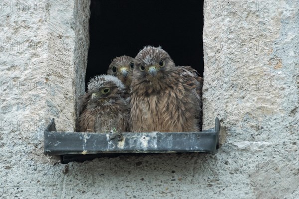 Kestrel watching three young birds sitting in an opening in a church tower