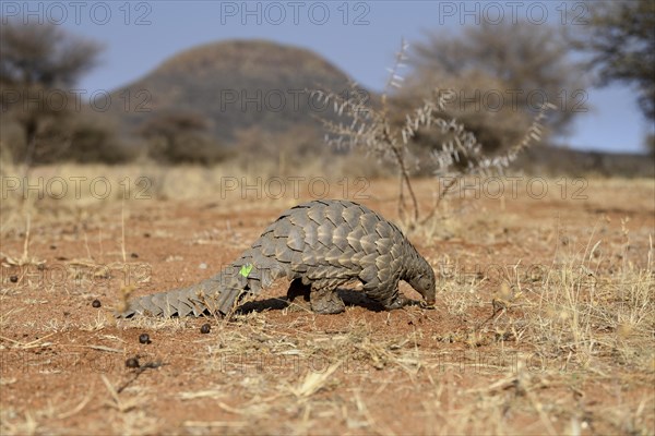 Ground pangolin