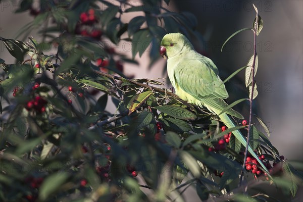 Rose-ringed parakeet