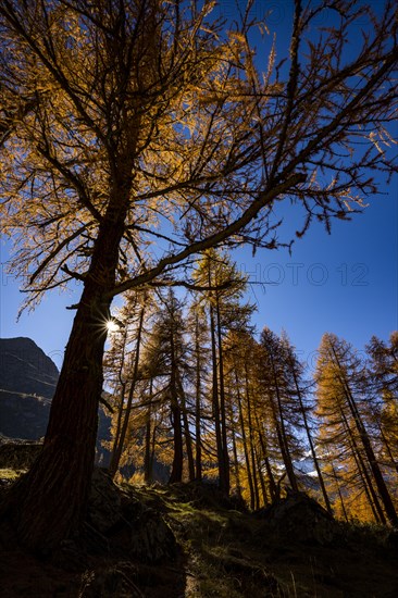 Autumn larches