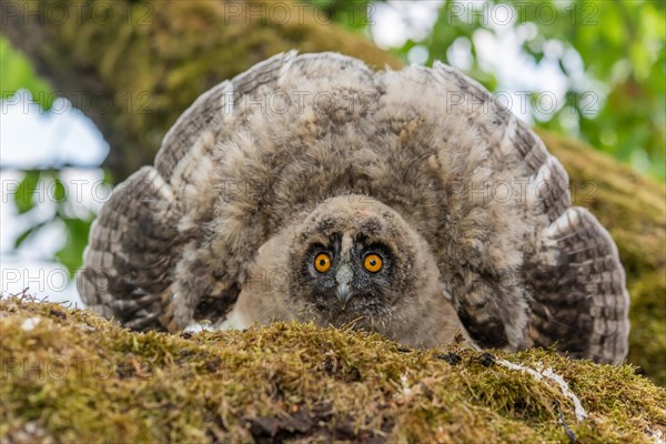 Long-eared Owl