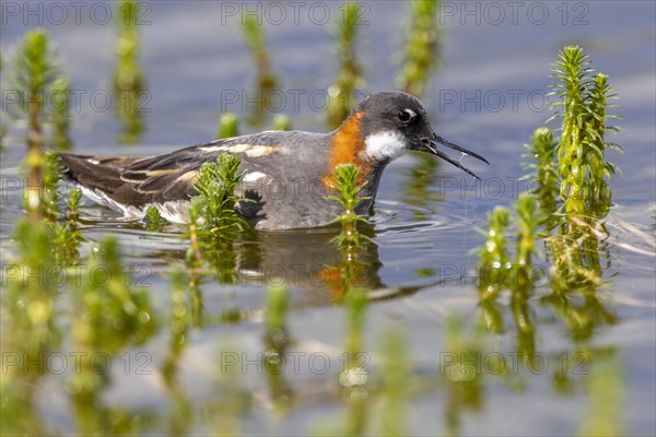 Red-necked phalarope