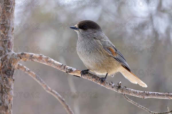 Siberian jay