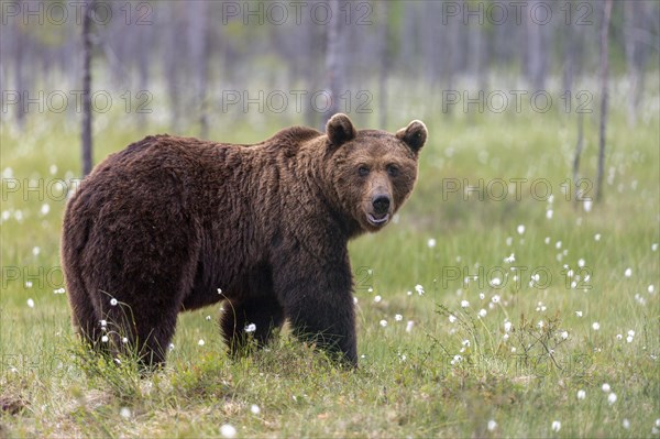 Brown bear