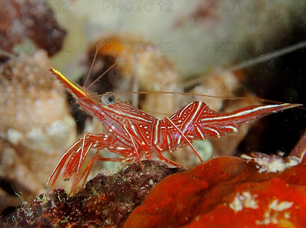 Camel shrimp