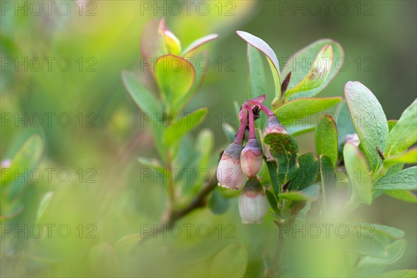 Bog bilberry