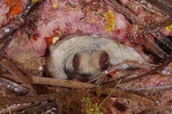 Portrait of common octopus