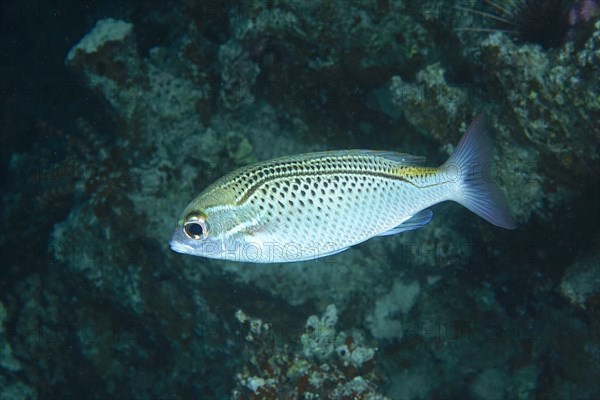 Arabian monocle bream