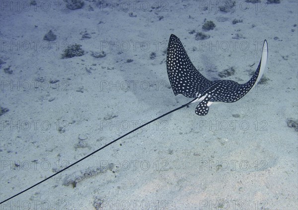 Spotted eagle ray