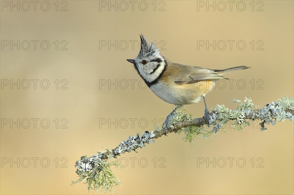 Crested Tit