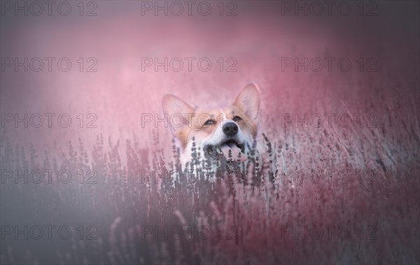 Welsh Corgi Pembroke dog beautifully posing on a lavender field between paths. Lavender field in Poland