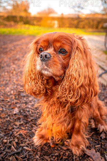 Portrait of a domestic dog