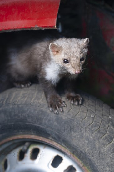 Beech marten