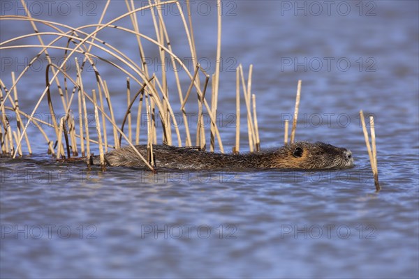 Nutria