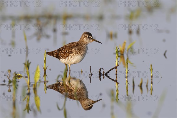 Wood Sandpiper