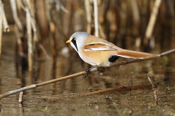 Bearded reedling