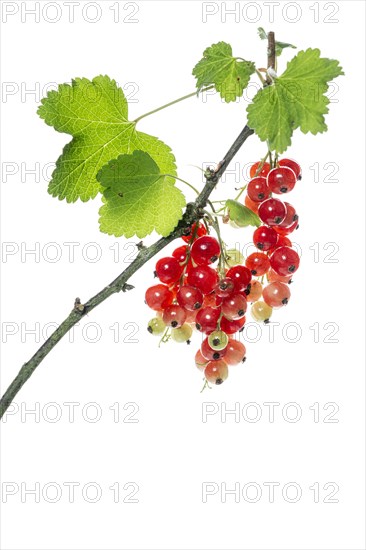 Redcurrant