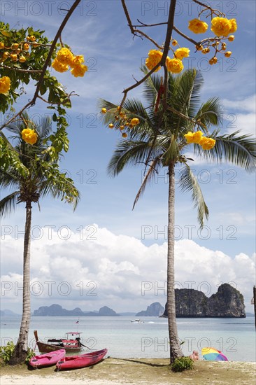 Palm trees and canoes on a sandy beach