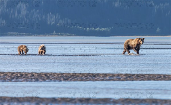 A brown bear