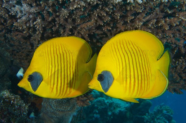 Pair of bluecheek butterflyfish