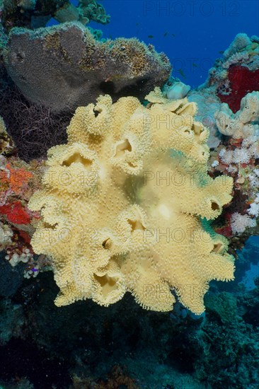 Rough leather coral