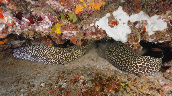 Laced moray