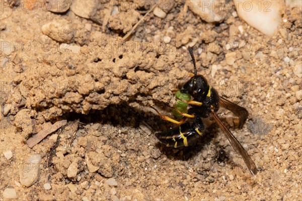 Common chimney wasp with open wings and green caterpillar hanging from breeding tube