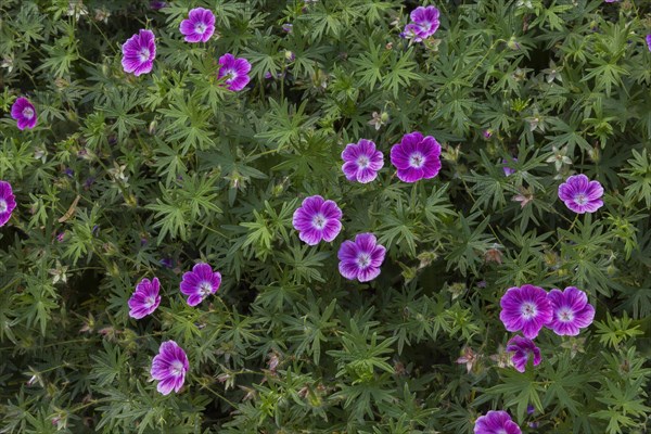 Bloody Cranesbill