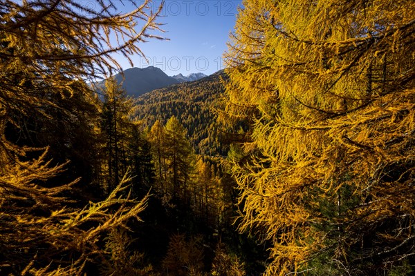 Autumn larch