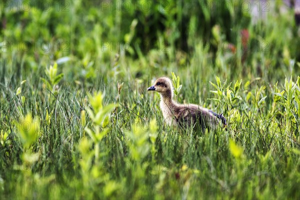 Greylag Goose